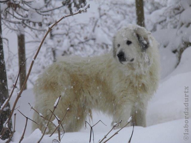 Perro de Montana del Pirineo