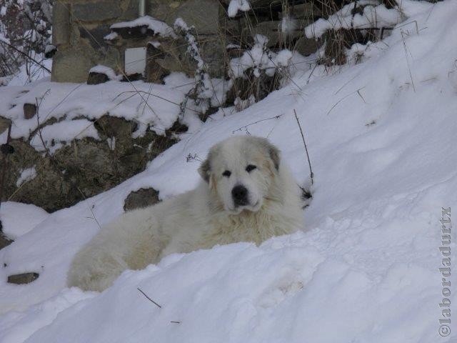 Perro de Montana del Pirineo