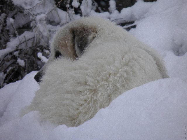 Perro de Montana del Pirineo