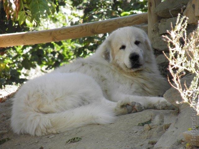 Perro de Montana del Pirineo