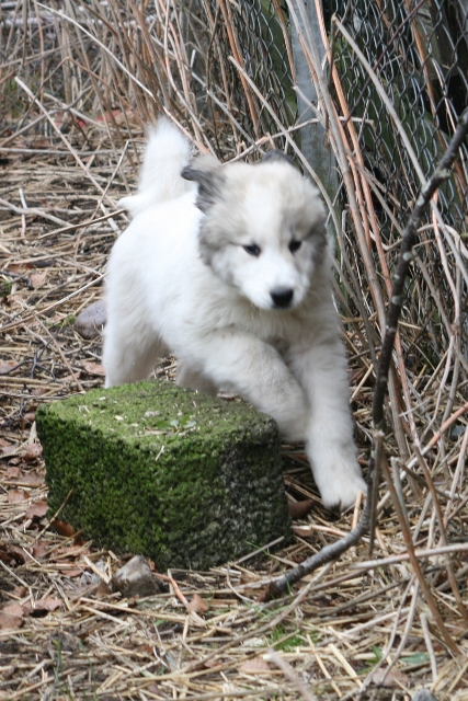 Perro de Montana del Pirineo