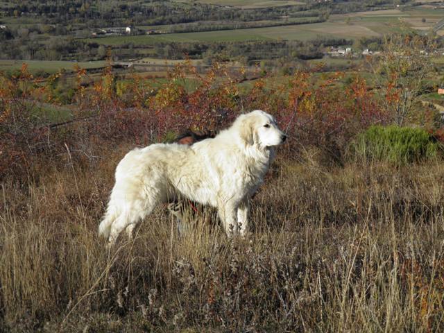 Perro de Montana del Pirineo