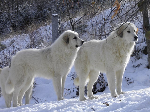 Perro de Montana del Pirineo