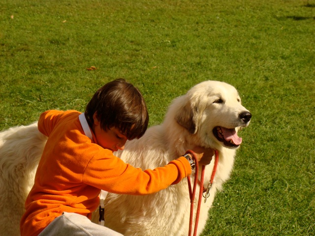 Perro de Montana del Pirineo