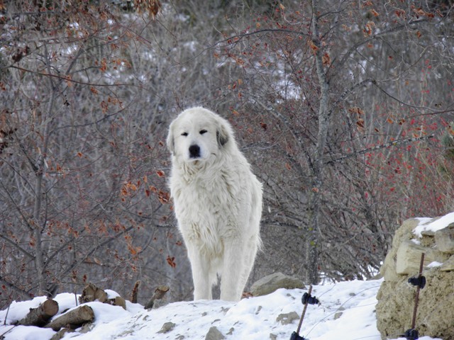 Perro de Montana del Pirineo