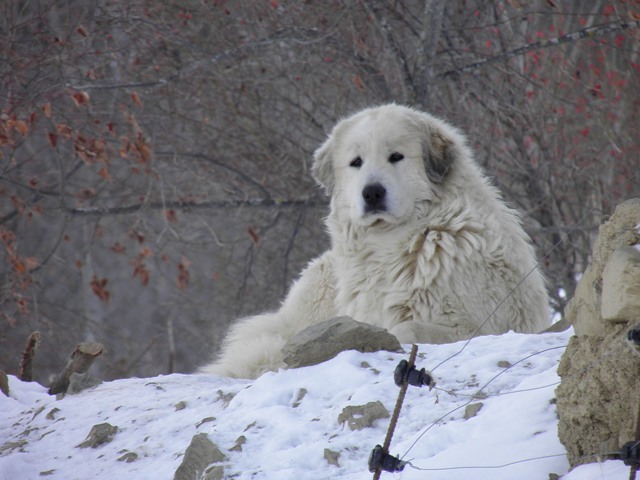 Perro de Montana del Pirineo