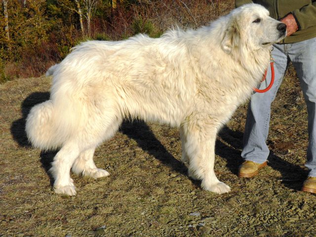 Perro de Montana del Pirineo