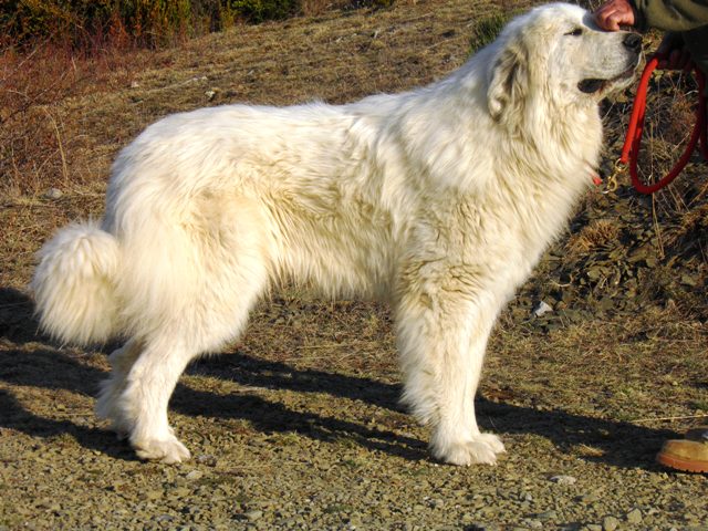 Perro de Montana del Pirineo