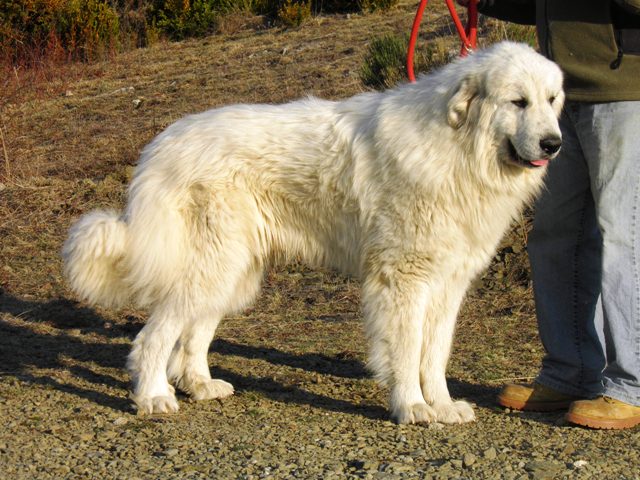 Perro de Montana del Pirineo