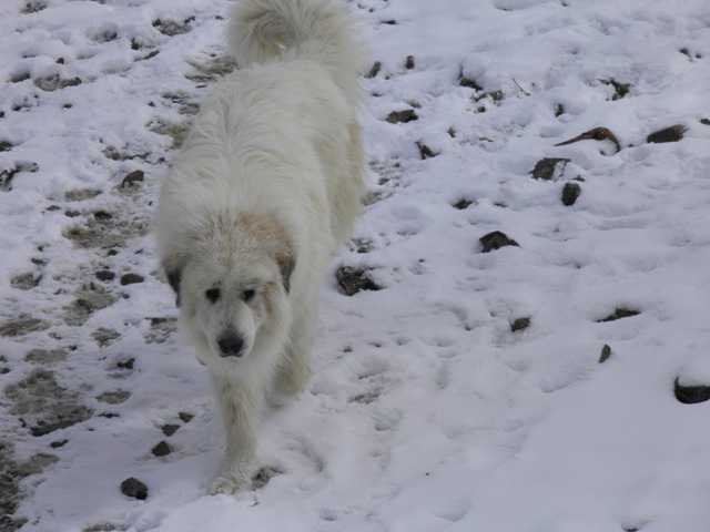 Perro de Montana del Pirineo