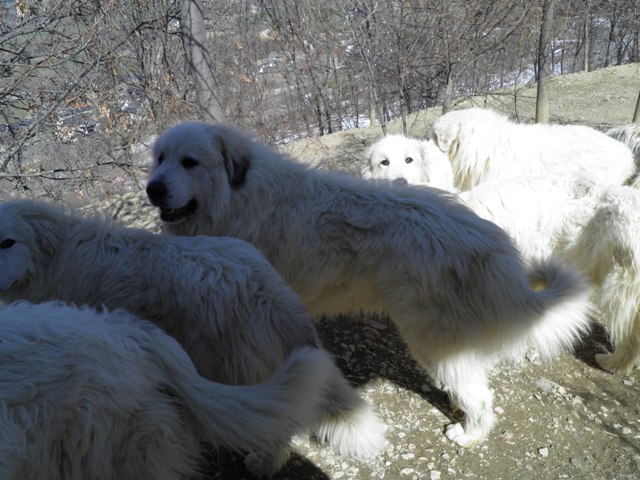 Perro de Montana del Pirineo