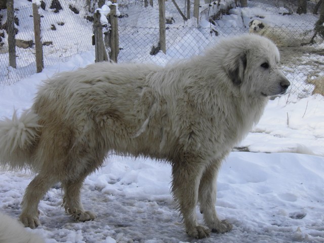 Perro de Montana del Pirineo