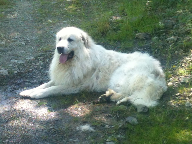 Perro de Montana del Pirineo