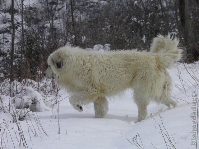 Perro de Montana del Pirineo