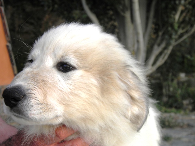 Perro de Montana del Pirineo