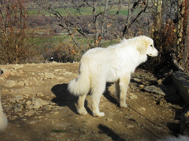 Perro de Montana del Pirineo