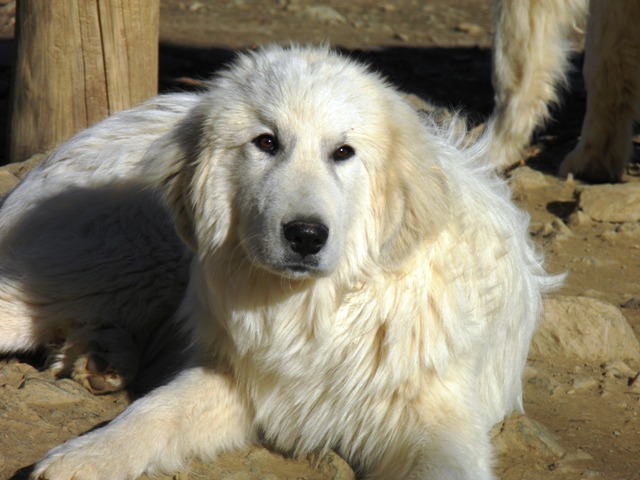 Perro de Montana del Pirineo