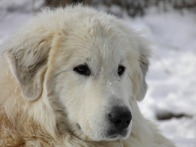 Perro de Montana del Pirineo