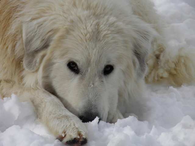 Perro de Montana del Pirineo