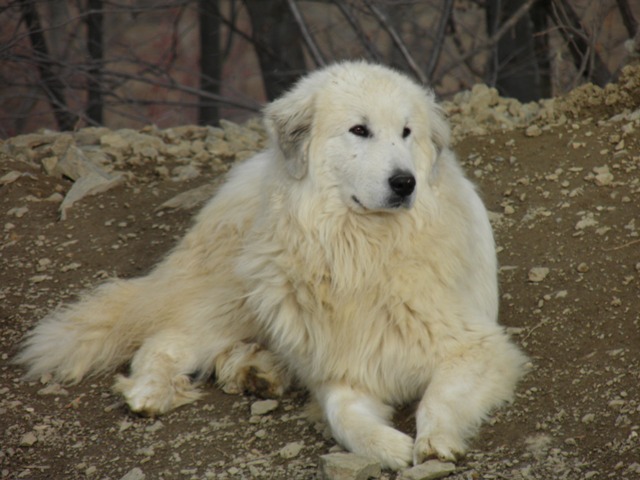 Perro de Montana del Pirineo