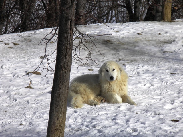 Perro de Montana del Pirineo