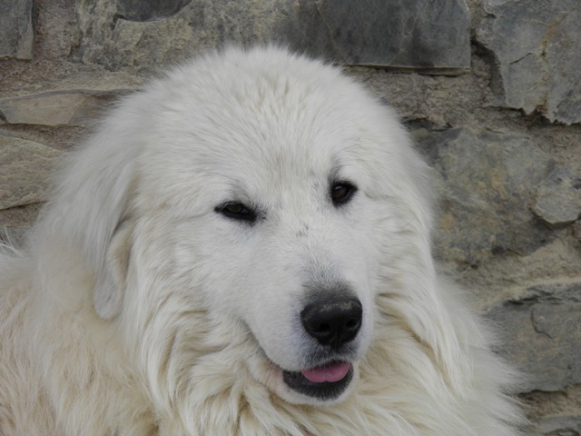 Perro de Montana del Pirineo