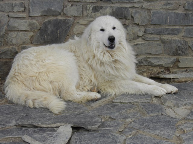 Perro de Montana del Pirineo