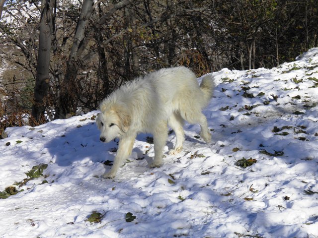 Perro de Montana del Pirineo