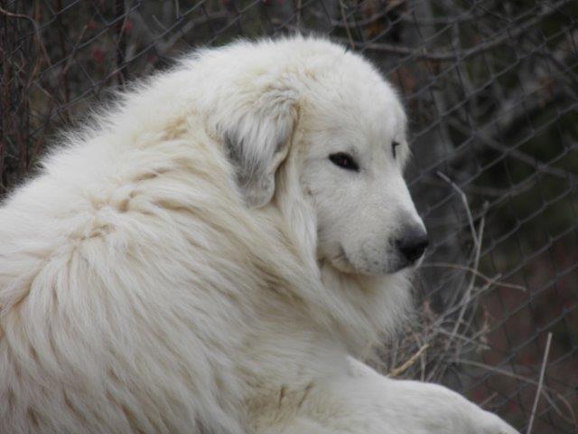 Perro de Montana del Pirineo