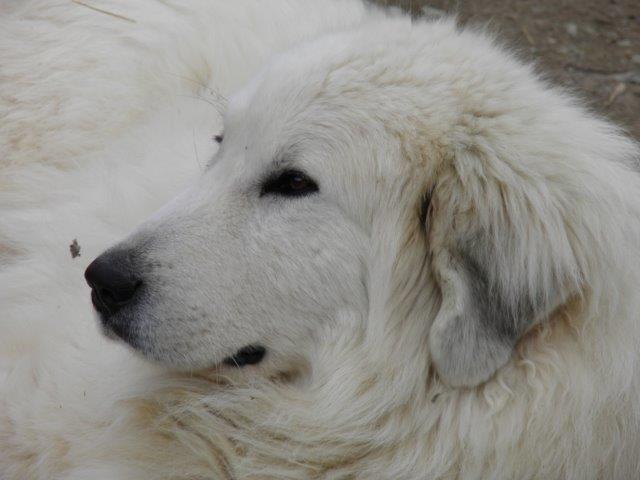 Perro de Montana del Pirineo