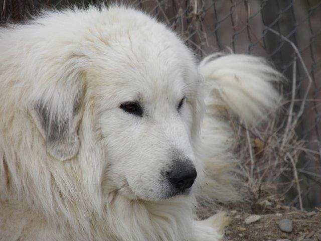 Perro de Montana del Pirineo