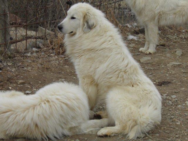 Perro de Montana del Pirineo