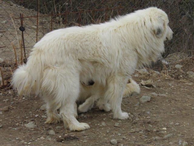 Perro de Montana del Pirineo