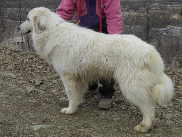 Perro de Montana del Pirineo