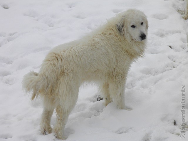 Perro de Montana del Pirineo