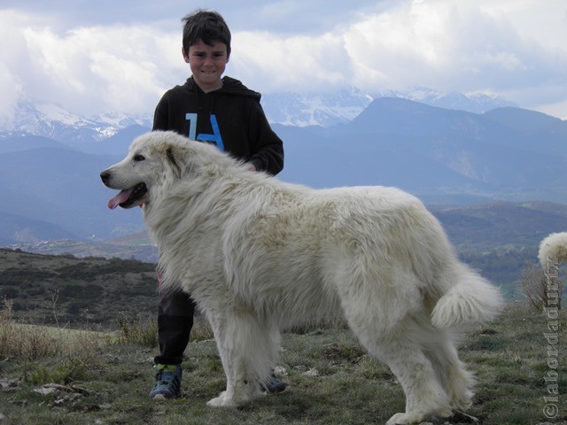 Perro de Montana del Pirineo