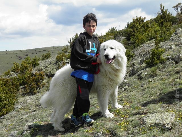 Perro de Montana del Pirineo