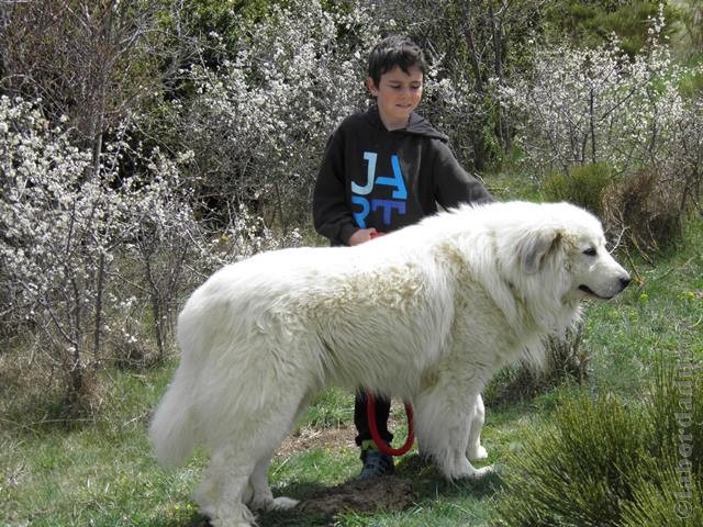 Perro de Montana del Pirineo