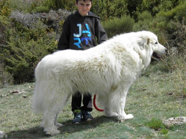 Perro de Montana del Pirineo