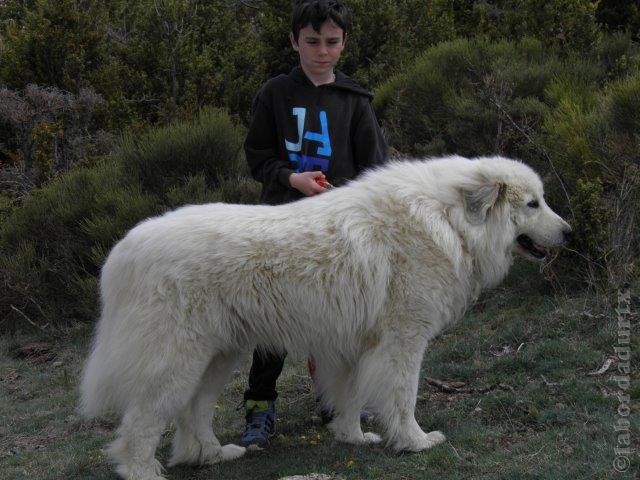 Perro de Montana del Pirineo