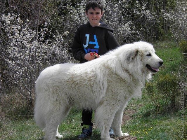 Perro de Montana del Pirineo