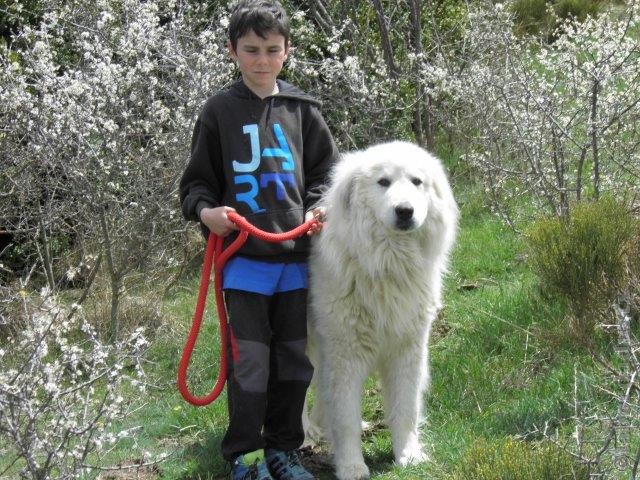 Perro de Montana del Pirineo