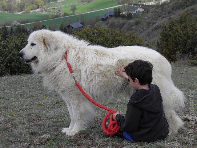 Perro de Montana del Pirineo