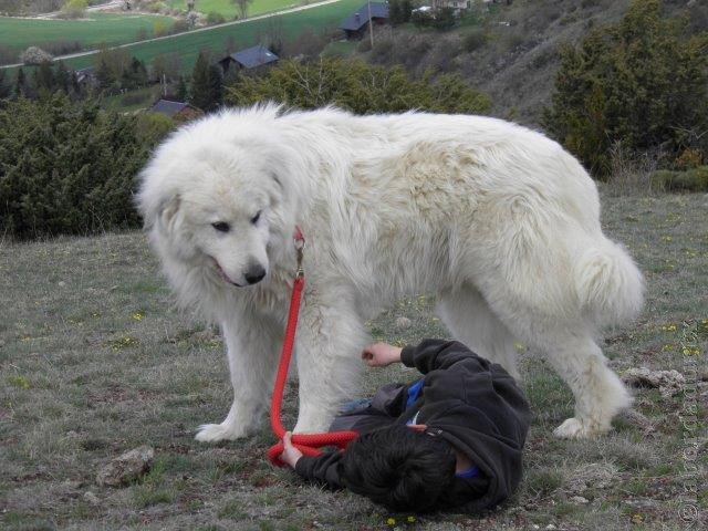 Perro de Montana del Pirineo