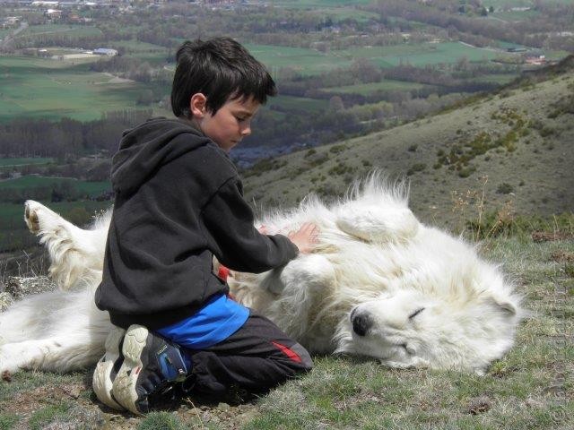 Perro de Montana del Pirineo