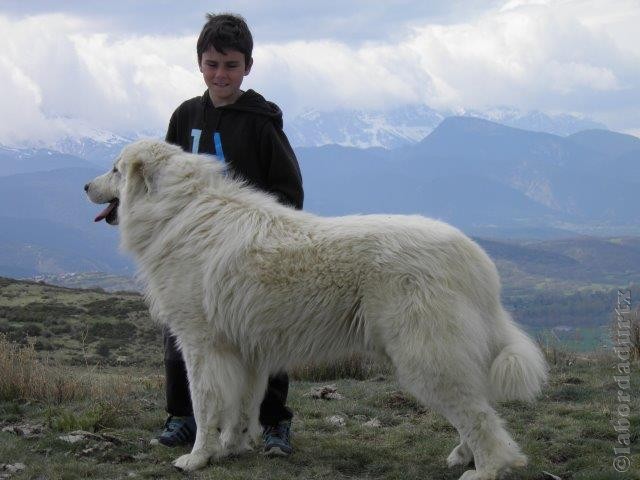 Perro de Montana del Pirineo