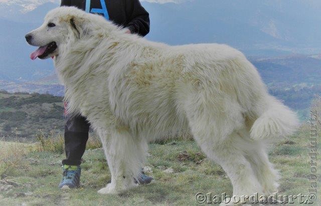 Perro de Montana del Pirineo