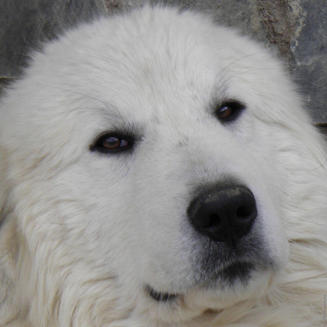 Perro de Montana del Pirineo