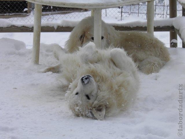 Perro de Montana del Pirineo