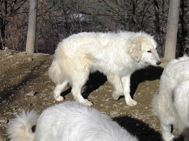 Perro de Montana del Pirineo